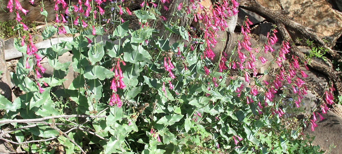 Sorry, no alternate text available