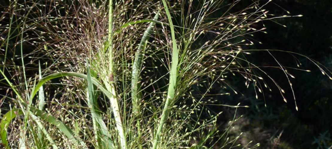 Sorry, no alternate text available