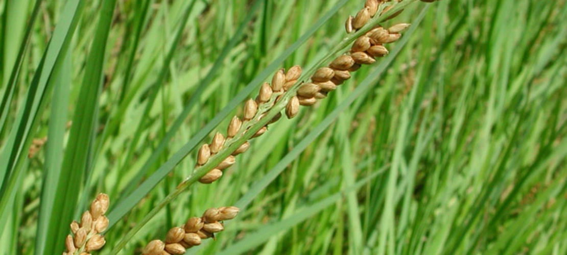 Sorry, no alternate text available