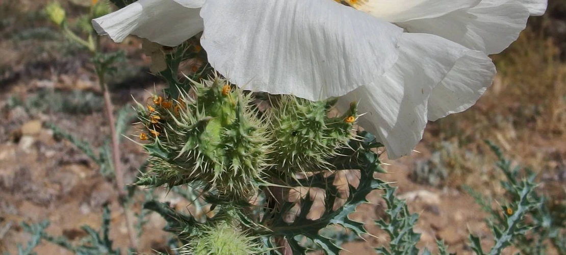 Sorry, no alternate text available