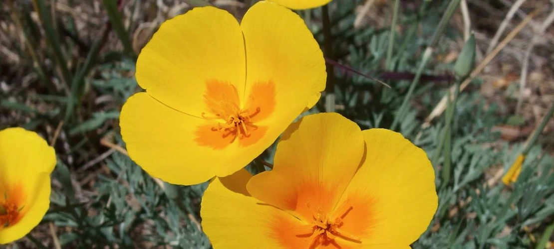 Sorry, no alternate text available