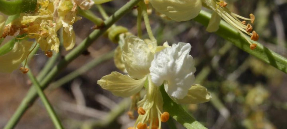 Sorry, no alternate text available