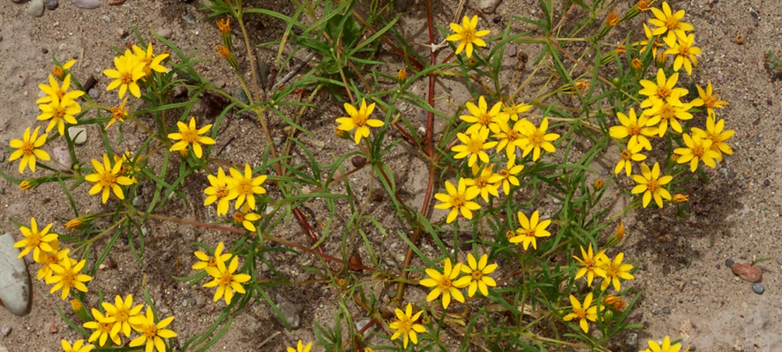 Sorry, no alternate text available