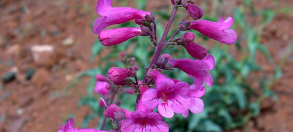 Sorry, no alternate text available