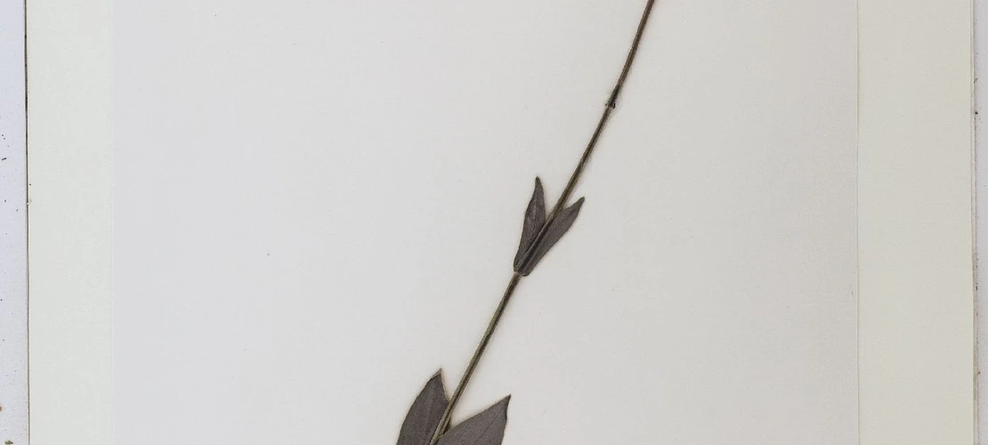 Sorry, no alternate text available