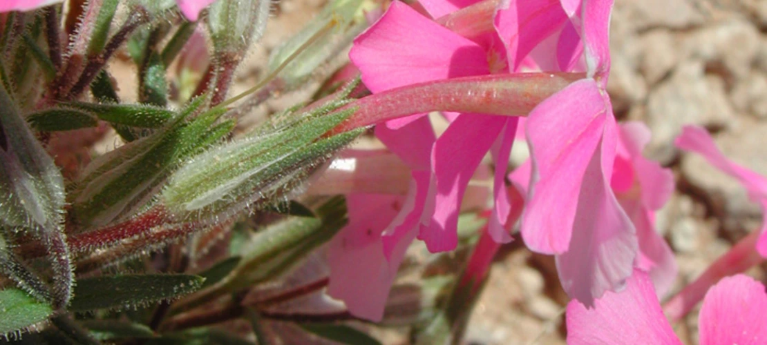 Sorry, no alternate text available