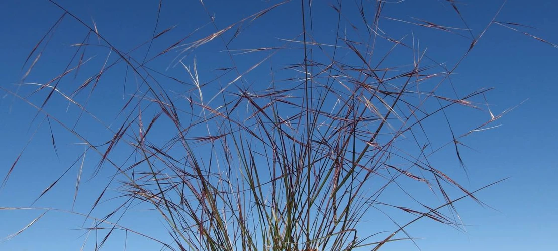 Sorry, no alternate text available