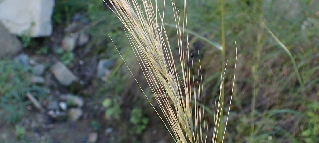 Sorry, no alternate text available