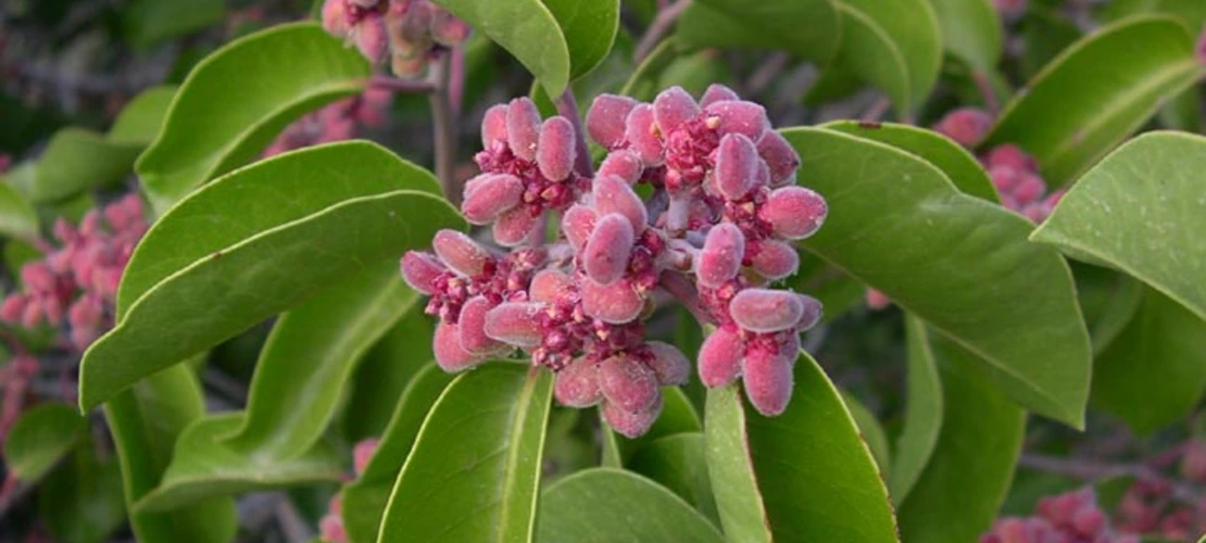 Sorry, no alternate text available