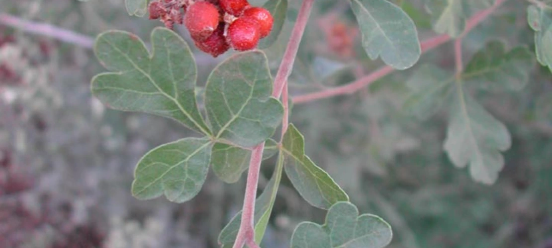 Sorry, no alternate text available