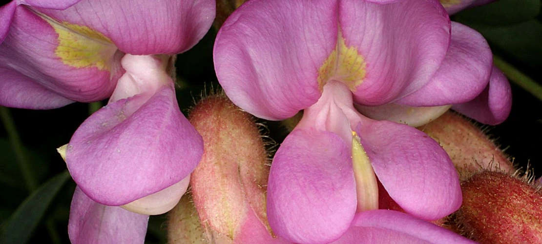 Sorry, no alternate text available