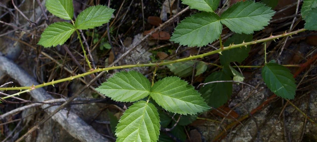 Sorry, no alternate text available