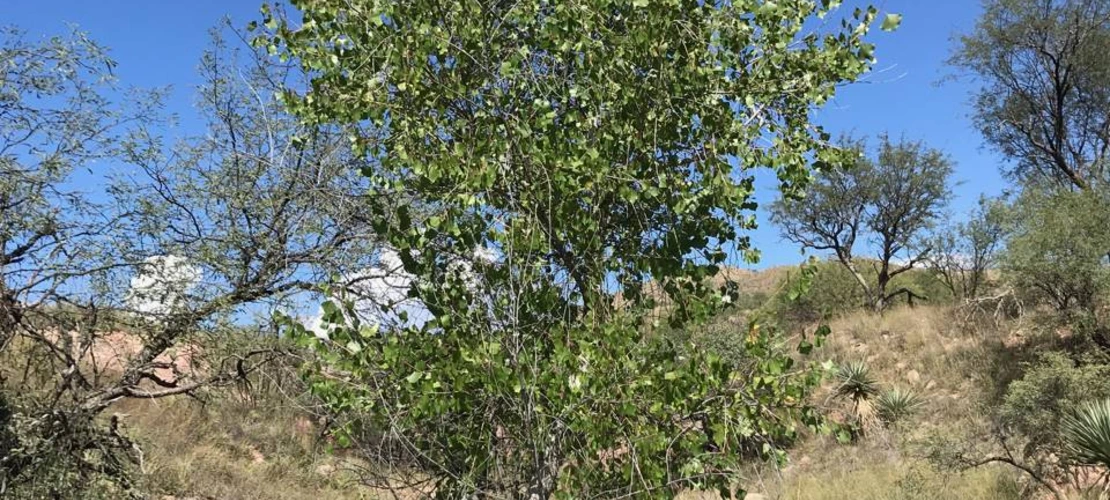 Sorry, no alternate text available