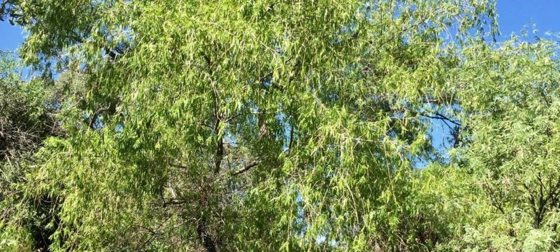 Sorry, no alternate text available