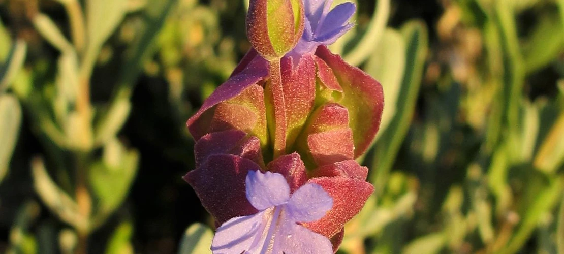 Sorry, no alternate text available