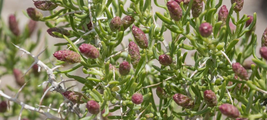 Sorry, no alternate text available