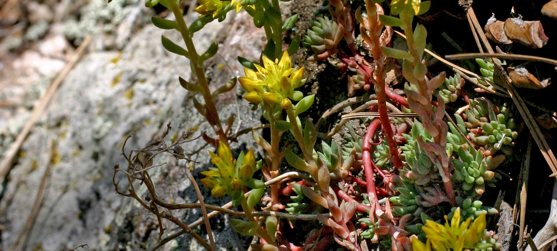 Sorry, no alternate text available