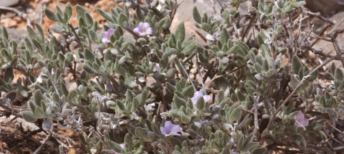 Sorry, no alternate text available