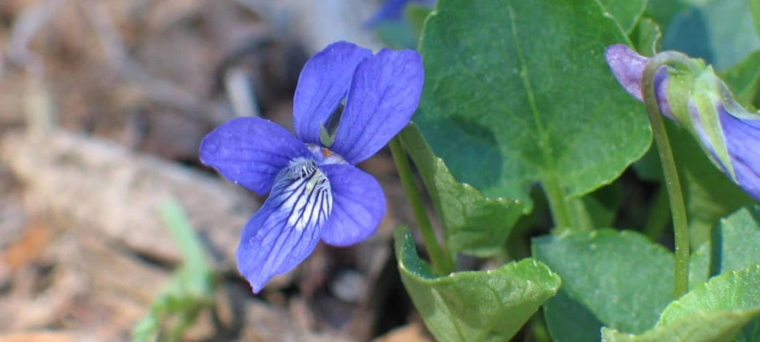 Sorry, no alternate text available