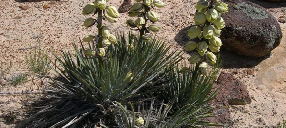 Sorry, no alternate text available