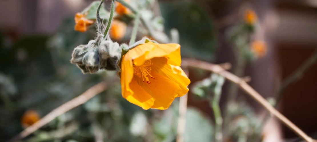 Sorry, no alternate text available