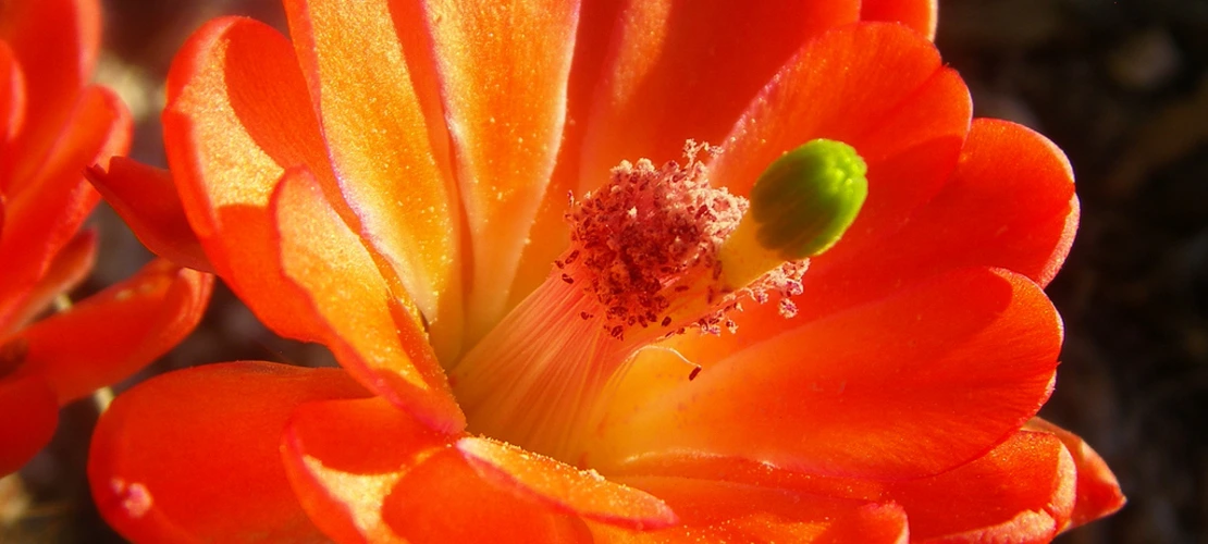 Sorry, no alternate text available