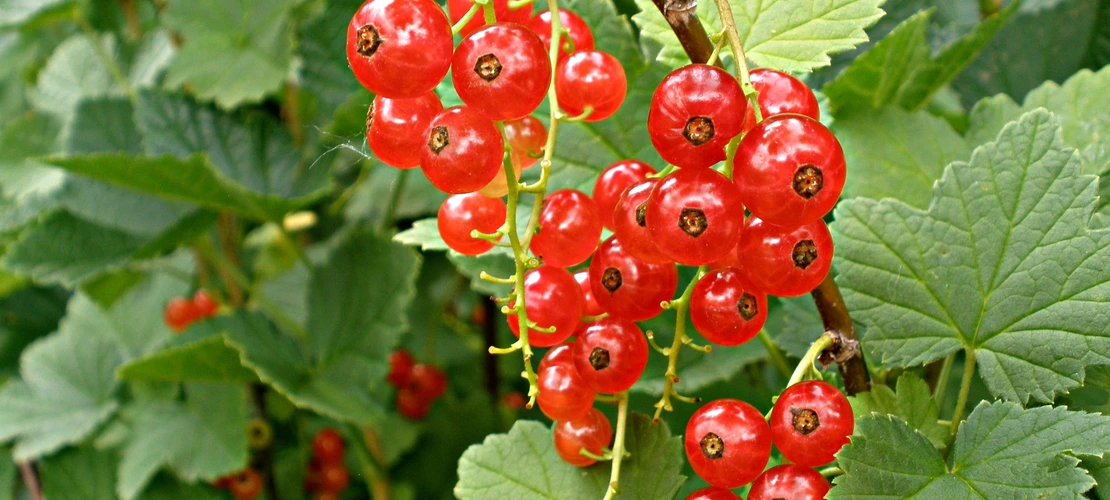 Sorry, no alternate text available