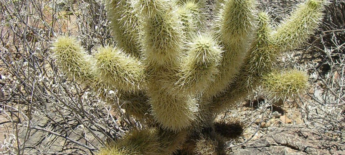 Sorry, no alternate text available