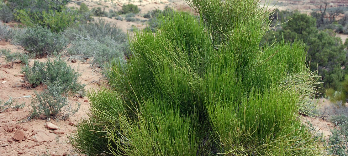 Sorry, no alternate text available