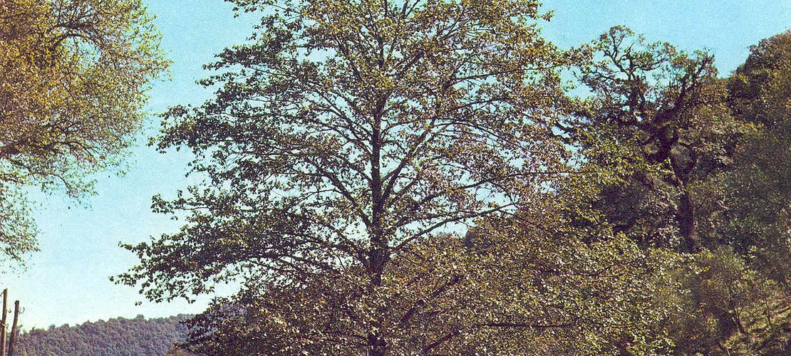 Sorry, no alternate text available