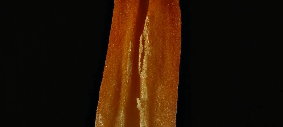 Sorry, no alternate text available