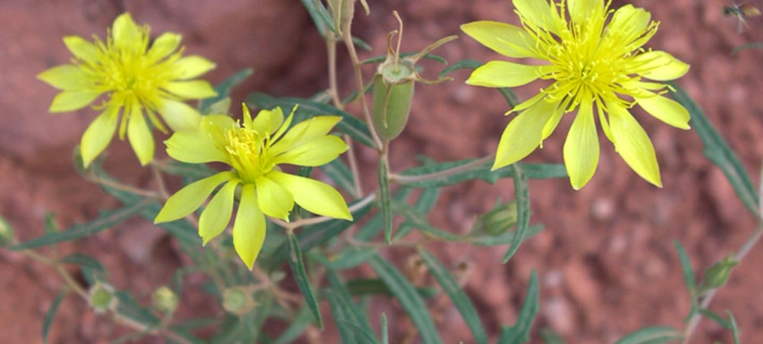 Sorry, no alternate text available