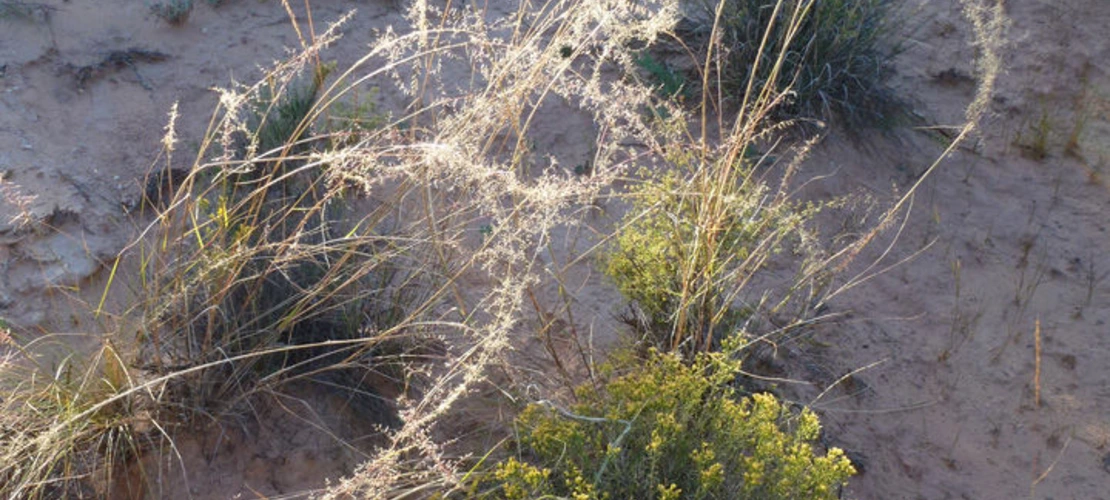 Sorry, no alternate text available