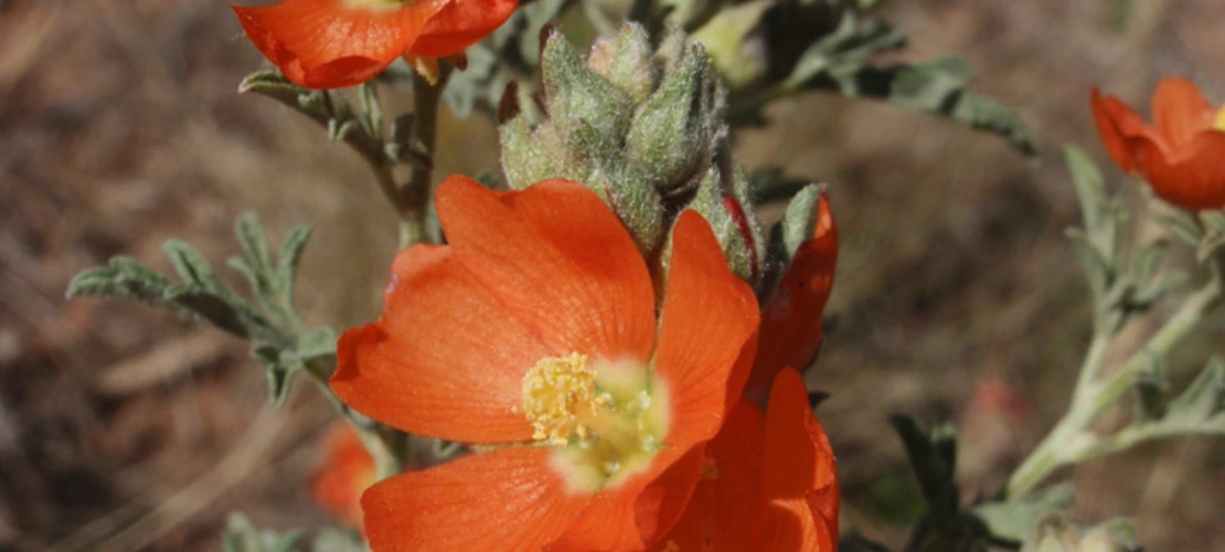 Sorry, no alternate text available