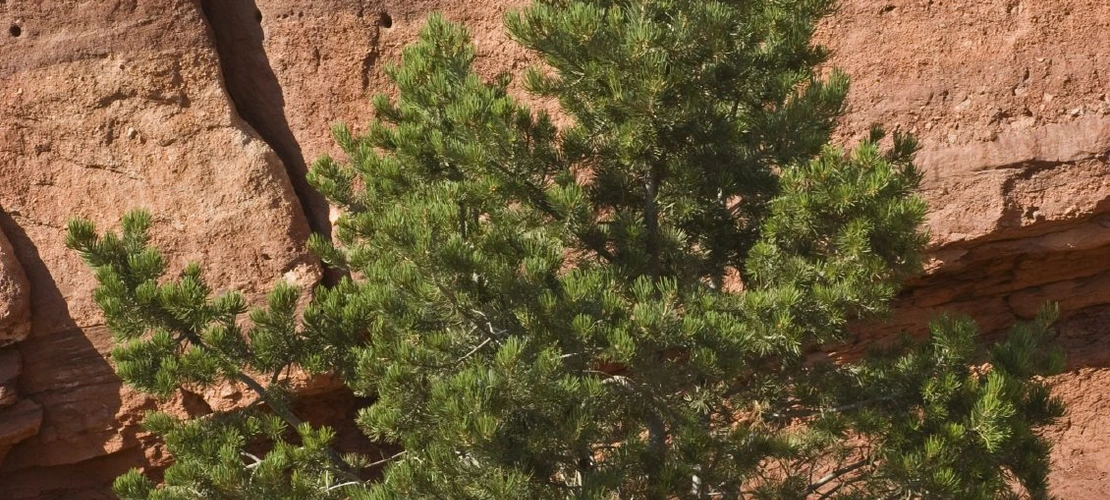 Sorry, no alternate text available