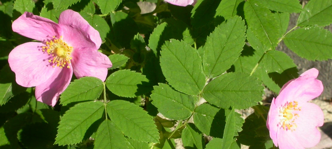 Sorry, no alternate text available