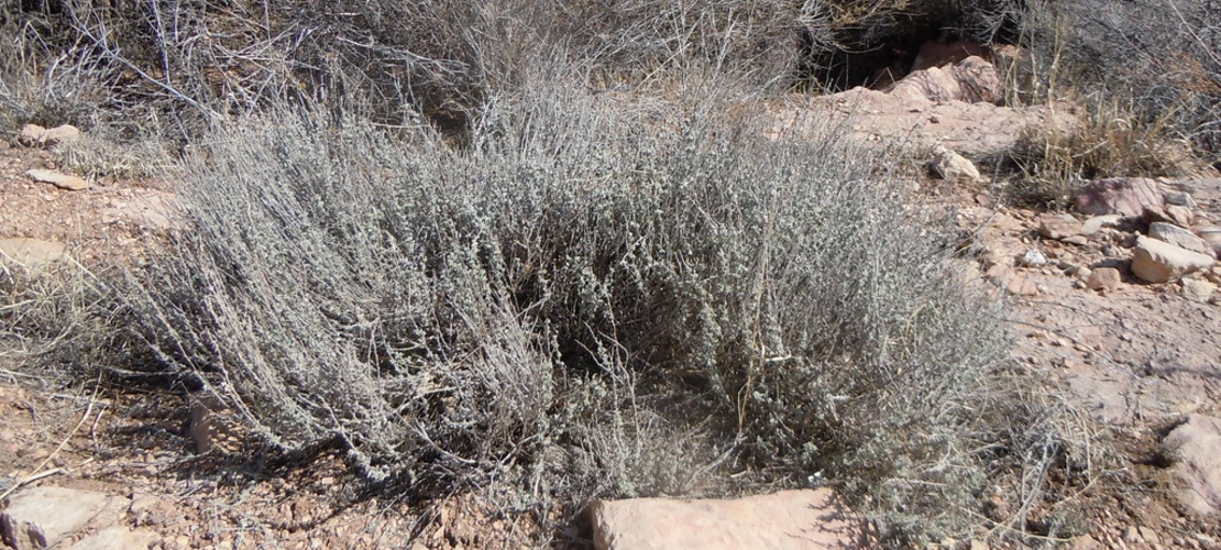 Sorry, no alternate text available