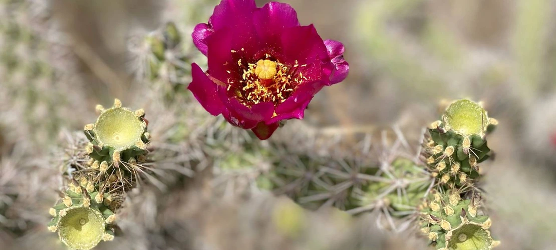 Sorry, no alternate text available