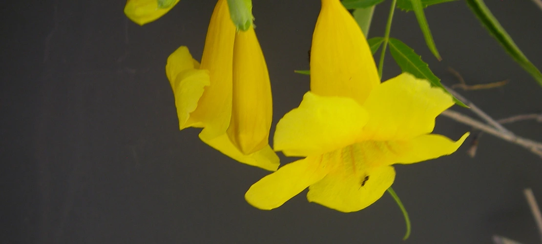 Sorry, no alternate text available