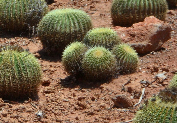 barrel cactus