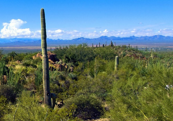 saguaro in the desert