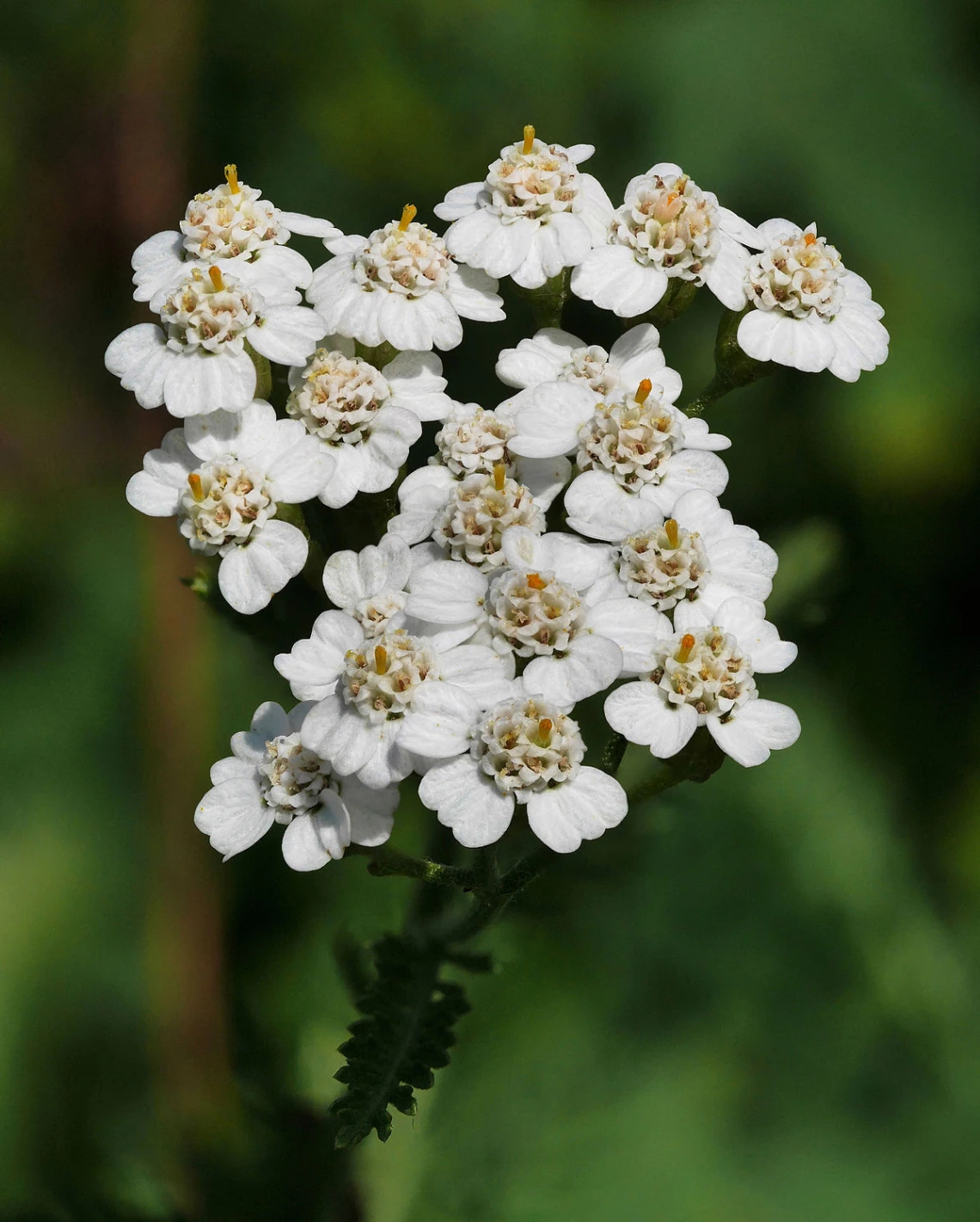 Common yarrow