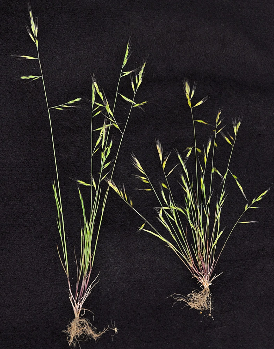 Vulpia microstachys