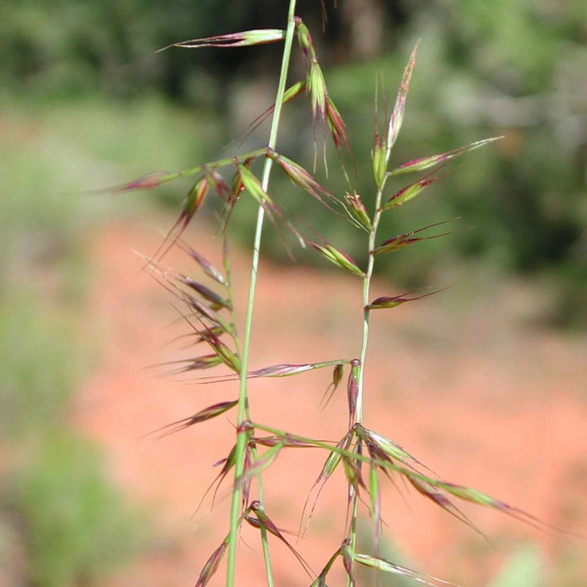 Vulpia microstachys