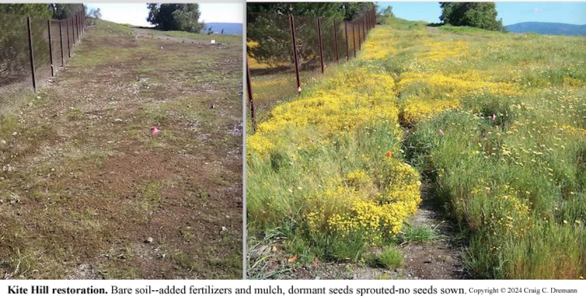 Kite Hill restoration. Bare soil on left. Added fertilizers and mulch, dormant seeds sprouted (no seed sown) on right