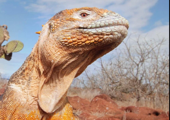 reptile in the desert