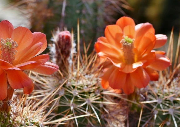 blooming cactus