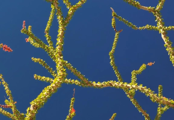 plant and sky